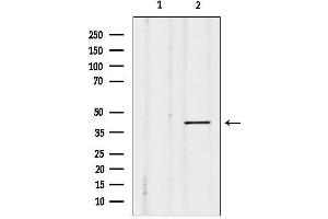 anti-Dual Specificity Phosphatase 4 (DUSP4) (Internal Region) antibody