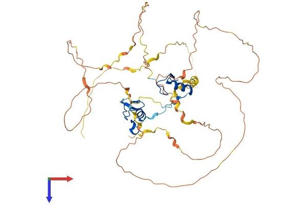 GATA2 Protein (AA 1-480) (His tag)