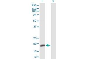 Western Blot analysis of POLE3 expression in transfected 293T cell line by POLE3 MaxPab polyclonal antibody. (POLE3 Antikörper  (AA 1-147))