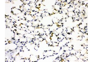 Anti- RAGE Picoband antibody, IHC(P) IHC(P): Mouse Lung Tissue (RAGE Antikörper  (N-Term))