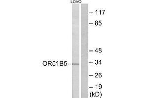 Western Blotting (WB) image for anti-Olfactory Receptor, Family 51, Subfamily B, Member 5 (OR51B5) (Internal Region) antibody (ABIN1853394) (OR51B5 Antikörper  (Internal Region))