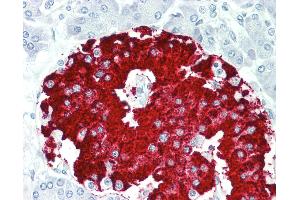 Anti-RBFOX1 / A2BP1 antibody IHC staining of human pancreas.