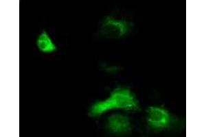Anti-EXD1 mouse monoclonal antibody (ABIN2453983) immunofluorescent staining of COS7 cells transiently transfected by pCMV6-ENTRY EXD1 (RC206223). (EXD1 Antikörper)