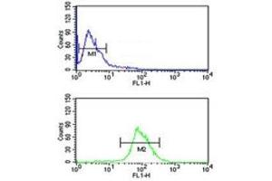 NRP1 antibody flow cytometric analysis of MDA-MB435 cells (green) compared to a negative control (blue). (Neuropilin 1 Antikörper  (AA 722-750))