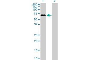 Western Blot analysis of LILRA2 expression in transfected 293T cell line by LILRA2 MaxPab polyclonal antibody.