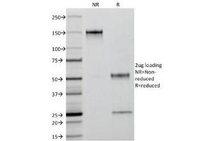 SDS-PAGE Analysis of Purified, BSA-Free Keratin 18 Antibody (clone C-04 or Ks18. (Cytokeratin 18 Antikörper)