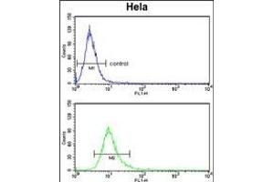 PCAT1 Antibody (C-term) (ABIN653258 and ABIN2842778) flow cytometry analysis of Hela cells (bottom histogram) compared to a negative control cell (top histogram). (PCAT1 Antikörper  (C-Term))