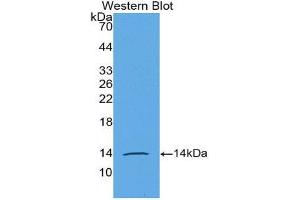Western Blotting (WB) image for anti-Anti-Mullerian Hormone (AMH) (AA 453-560) antibody (ABIN3201364) (AMH Antikörper  (AA 453-560))