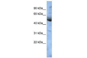 COPS4 antibody used at 1 ug/ml to detect target protein. (COPS4 Antikörper)