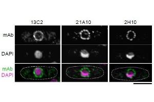 Immunofluorescence (IF) image for anti-Nucleoporin 98kDa (NUP98) (GLFG Motif), (N-Term) antibody (ABIN2452064)