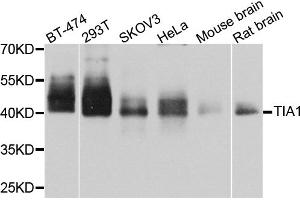 Western blot analysis of extracts of various cell lines, using TIA1 antibody (ABIN6293425) at 1:1000 dilution.