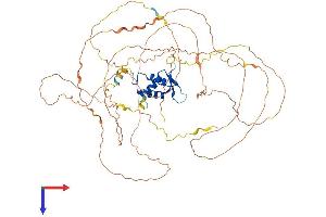 FOXO1 Protein (AA 1-652) (His tag)
