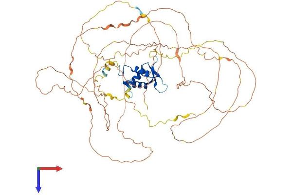 FOXO1 Protein (AA 1-652) (His tag)