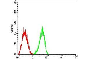 Flow cytometric analysis of HL-60 cells using CD148 mouse mAb (green) and negative control (red). (PTPRJ Antikörper  (AA 36-210))
