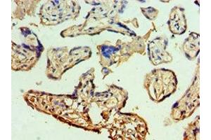 Immunohistochemistry of paraffin-embedded human placenta tissue using ABIN7150338 at dilution of 1:100 (MCM5 Antikörper  (AA 1-230))