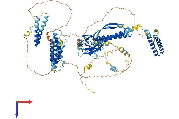 CC2D1B Protein (AA 1-848) (His tag)