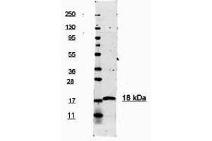 This antibody is primarily directed against mature, 17,000 MW human IL-1ß and is useful in determining its presence in various assays. (IL-1 beta Antikörper  (Cleavage Site, N-Term) (HRP))