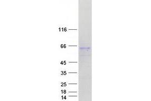 Validation with Western Blot (Fam90a5 Protein (Myc-DYKDDDDK Tag))