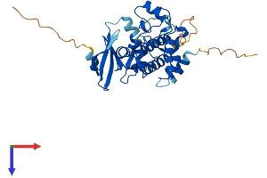 Testis Specific Serine Kinase 4 (TSSK4) (AA 1-328) protein (His tag)