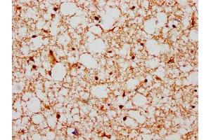 IHC image of ABIN7155411 diluted at 1:600 and staining in paraffin-embedded human brain tissue performed on a Leica BondTM system. (HIST1H2BN Antikörper  (AA 2-126))
