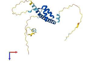 LBX2 Protein (AA 1-198) (His tag)