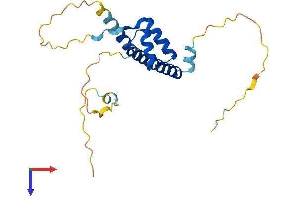 LBX2 Protein (AA 1-198) (His tag)