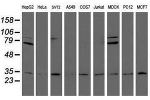 Image no. 2 for anti-Proteasome Subunit alpha 6 (PSMA6) antibody (ABIN1500463)