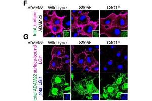 Cell-surface-expressed ADAM22 (F, magenta) and cell-surface-bound LGI1 (G, magenta) were live-labelled. (ADAM22 Antikörper  (Cytosolic))