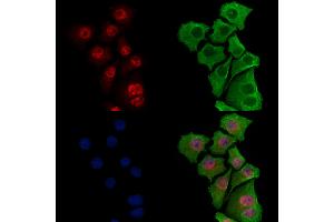 ABIN7093391 and ABIN7097412 staining Hela cells by IF/ICC. (IRF7 Antikörper)