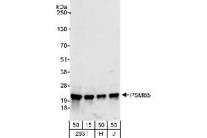 Western Blotting (WB) image for anti-Proteasome (Prosome, Macropain) Subunit, beta Type, 5 (PSMB5) (AA 213-263) antibody (ABIN7453445)