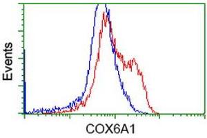 HEK293T cells transfected with either RC210485 overexpress plasmid (Red) or empty vector control plasmid (Blue) were immunostained by anti-COX6A1 antibody (ABIN2452913), and then analyzed by flow cytometry. (COX6A1 Antikörper)