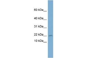 WB Suggested Anti-PTGES3 Antibody Titration: 0. (PTGES3 Antikörper  (Middle Region))
