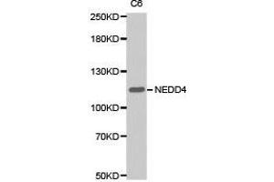 Western Blotting (WB) image for anti-Neural Precursor Cell Expressed, Developmentally Down-Regulated 4, E3 Ubiquitin Protein Ligase (NEDD4) antibody (ABIN1873867)