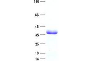Validation with Western Blot (CLUAP1 Protein (DYKDDDDK Tag))
