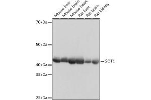 Western blot analysis of extracts of various cell lines, using GOT1 Rabbit mAb (ABIN7267426) at 1:1000 dilution. (GOT1 Antikörper)
