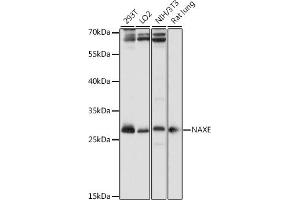 Western blot analysis of extracts of various cell lines, using NAXE antibody (ABIN7265633) at 1:1000 dilution. (APOA1BP Antikörper  (AA 48-170))