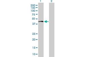 Western Blot analysis of LAIR1 expression in transfected 293T cell line by LAIR1 MaxPab polyclonal antibody. (LAIR1 Antikörper  (AA 1-287))