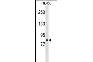 MSH5 Antibody (Center) (ABIN1538472 and ABIN2848596) western blot analysis in HL-60 cell line lysates (35 μg/lane). (MSH5 Antikörper  (AA 525-552))