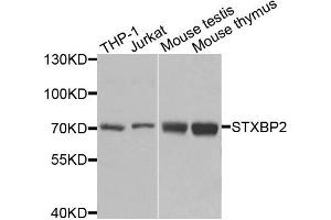 Western blot analysis of extracts of various cells, using STXBP2 antibody.