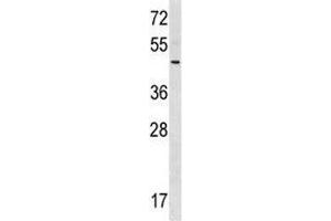 RNF41 antibody western blot analysis in 293 lysate. (RNF41 Antikörper  (AA 255-281))