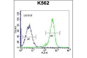 Flow cytometric analysis of K562 cells (right histogram) compared to a negative control cell (left histogram). (PSTPIP1 Antikörper  (N-Term))
