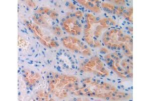 IHC-P analysis of kidney tissue, with DAB staining. (CUBN Antikörper  (AA 3511-3623))