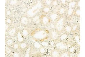 ABIN6260922 and ABIN6279328 at 1/100 staining human normal kidney tissue by IHC-P.