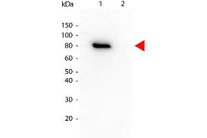 Western Blot of Mouse anti-Akt phospho T308 Biotin Conjugated antibody.
