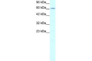 Human HepG2; WB Suggested Anti-IVNS1ABP Antibody Titration: 2.