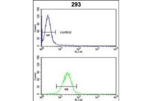 CYP3A5 Antibody (Center) (ABIN652394 and ABIN2841919) flow cytometric analysis of 293 cells (bottom histogram) compared to a negative control cell (top histogram). (CYP3A5 Antikörper  (AA 186-218))