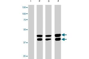 MAPK1/MAPK3 (phospho T202/204) monoclonal antibody, clone G15-B . (ERK2 Antikörper  (pThr202, pThr204))