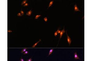 Immunofluorescence analysis of L929 cells using YAP1 Polyclonal Antibody at dilution of 1:100. (YAP1 Antikörper)
