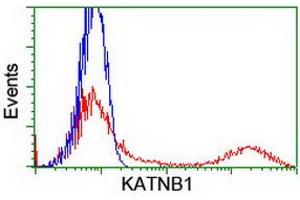 HEK293T cells transfected with either RC201852 overexpress plasmid (Red) or empty vector control plasmid (Blue) were immunostained by anti-KATNB1 antibody (ABIN2455210), and then analyzed by flow cytometry. (KATNB1 Antikörper)