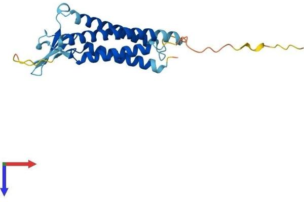 Claudin 7 Protein (CLDN7) (AA 1-211) (His tag)